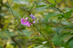 Canavalia gladiata